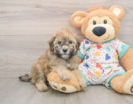 8 week old Havapoo Puppy For Sale - Simply Southern Pups