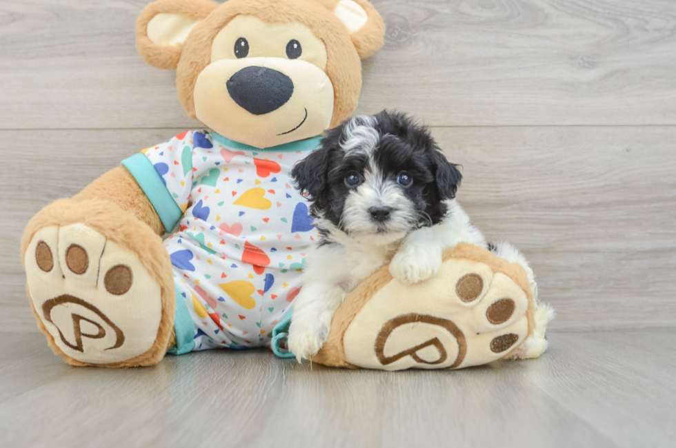 5 week old Havapoo Puppy For Sale - Simply Southern Pups