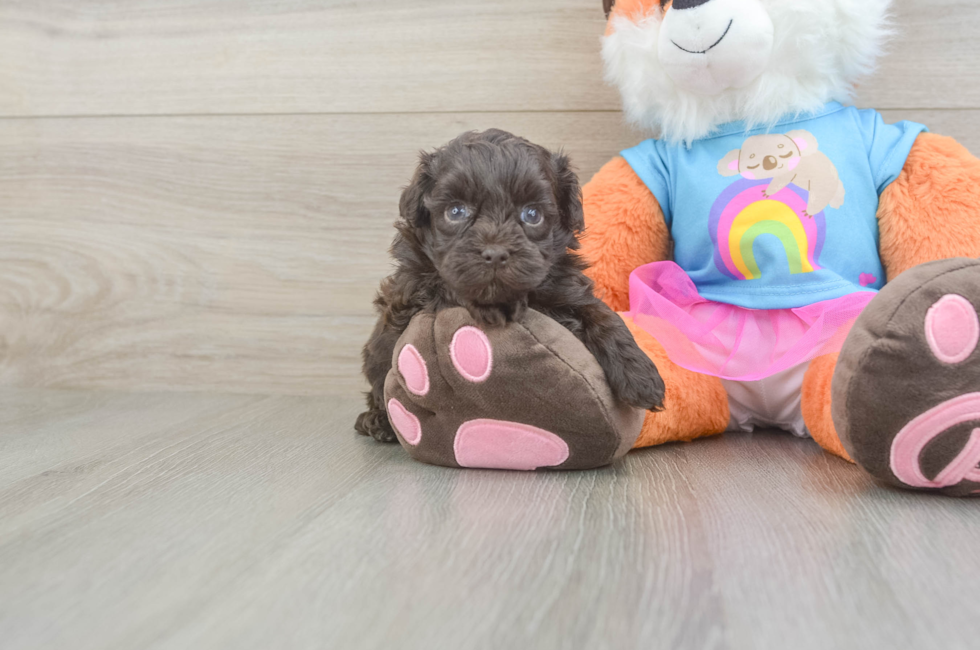 5 week old Havapoo Puppy For Sale - Simply Southern Pups