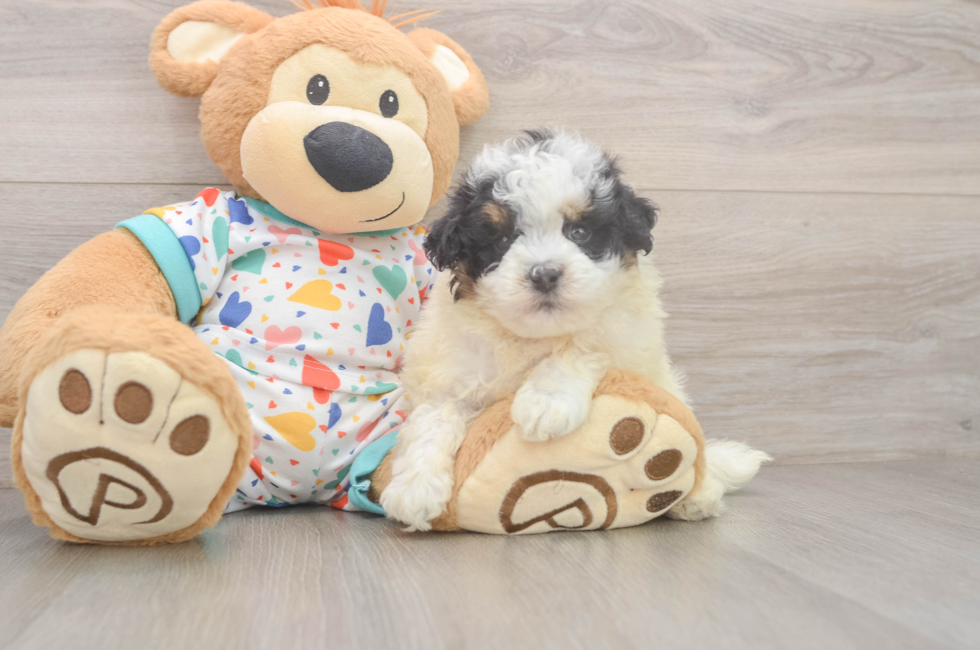 6 week old Havapoo Puppy For Sale - Simply Southern Pups