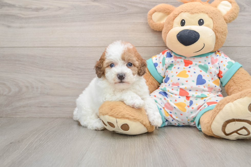 Playful Havadoodle Poodle Mix Puppy
