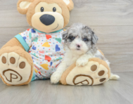 7 week old Havapoo Puppy For Sale - Simply Southern Pups