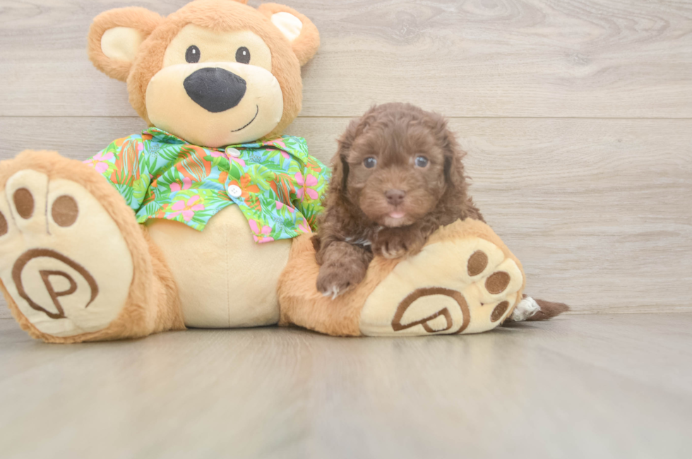 5 week old Havapoo Puppy For Sale - Simply Southern Pups