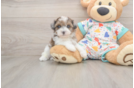 Funny Havapoo Poodle Mix Pup