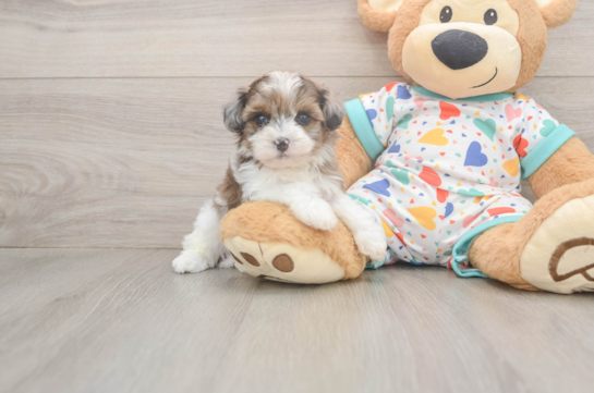 Funny Havapoo Poodle Mix Pup