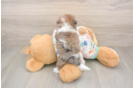 Havapoo Puppy for Adoption