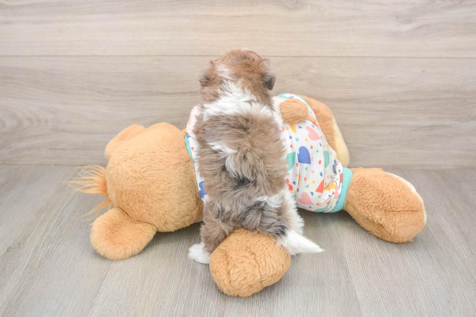 Havapoo Puppy for Adoption