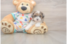 Small Havapoo Baby