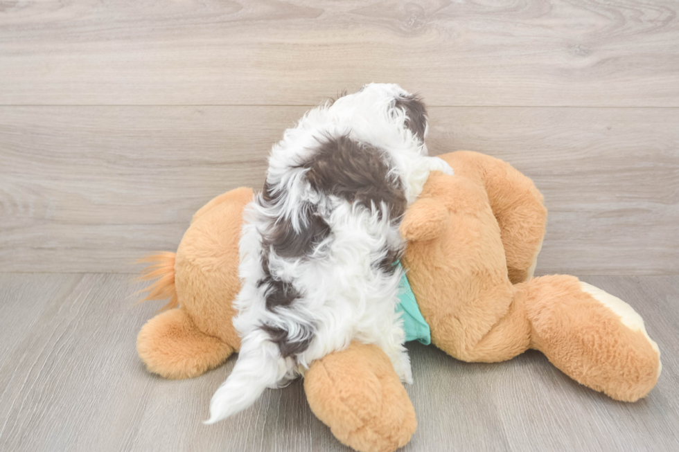 Havapoo Puppy for Adoption