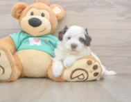 7 week old Havapoo Puppy For Sale - Simply Southern Pups