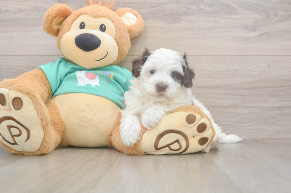 5 week old Havapoo Puppy For Sale - Simply Southern Pups