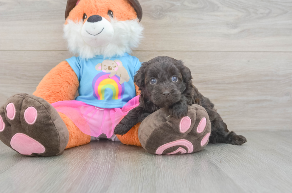 5 week old Havapoo Puppy For Sale - Simply Southern Pups