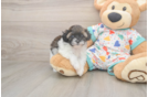 Best Havapoo Baby