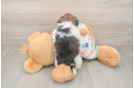 Havapoo Puppy for Adoption