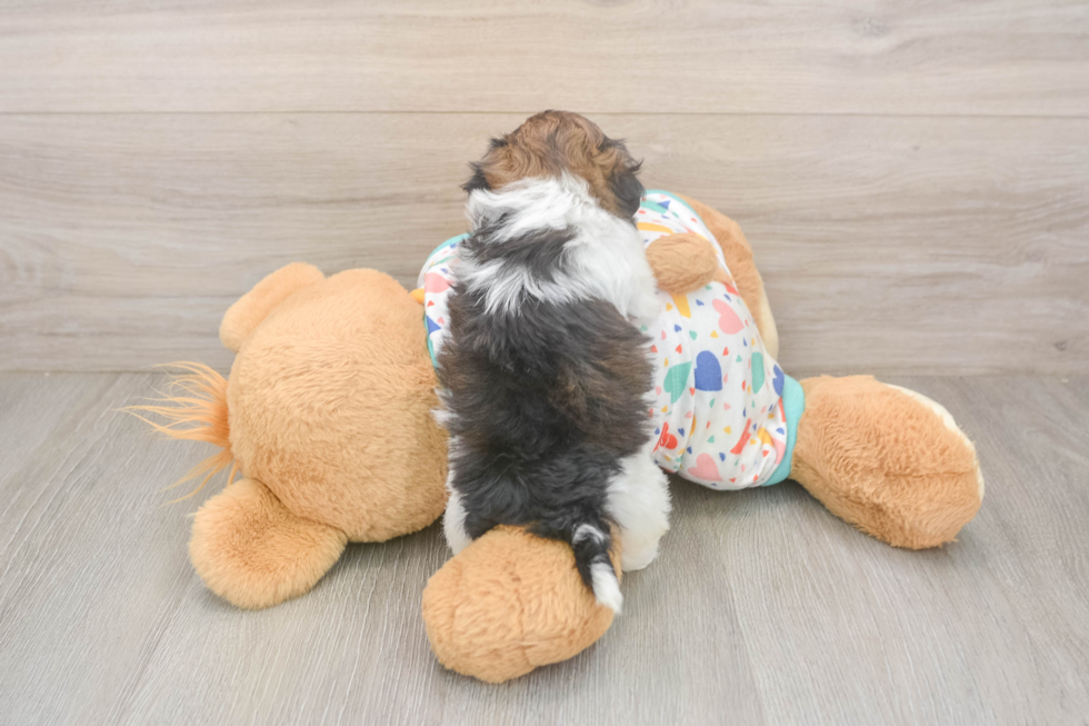 Havapoo Puppy for Adoption