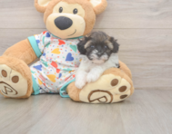 6 week old Havapoo Puppy For Sale - Simply Southern Pups