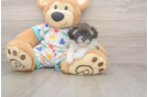 Popular Havapoo Poodle Mix Pup