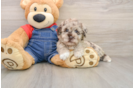 Playful Havadoodle Poodle Mix Puppy