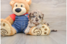 Hypoallergenic Havadoodle Poodle Mix Puppy