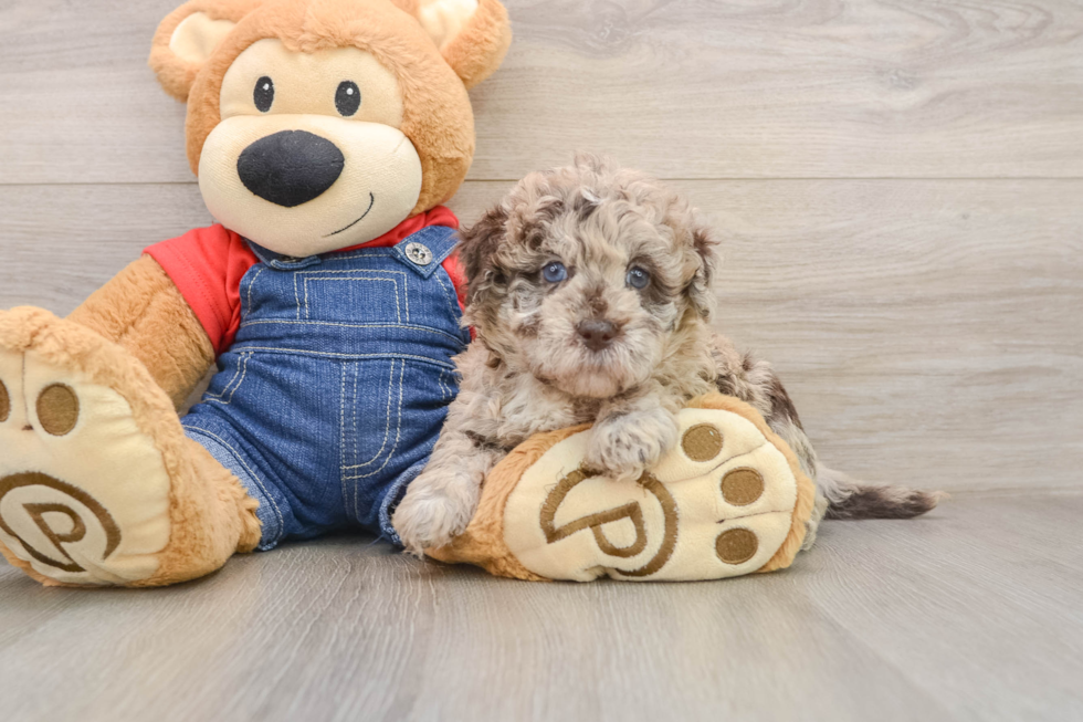 Hypoallergenic Havadoodle Poodle Mix Puppy