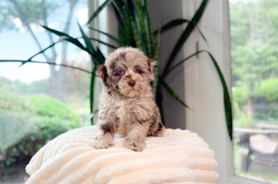 Havapoo Puppy for Adoption
