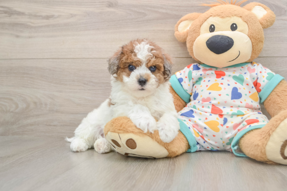 Popular Havapoo Poodle Mix Pup