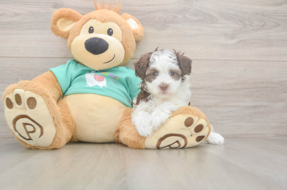 5 week old Havapoo Puppy For Sale - Simply Southern Pups