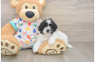 Havapoo Puppy for Adoption