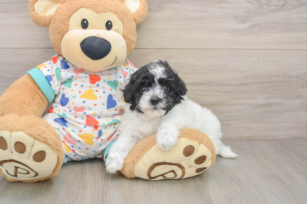 Havapoo Puppy for Adoption