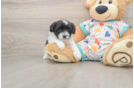 Havapoo Pup Being Cute