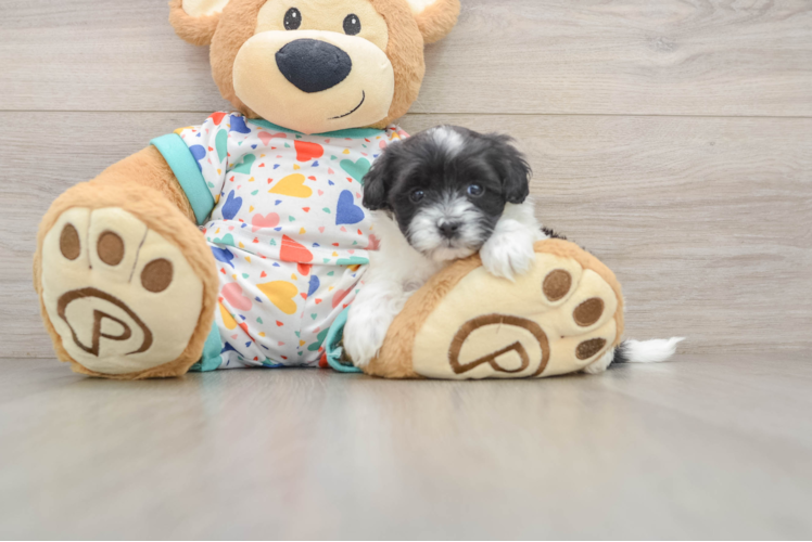 Havapoo Pup Being Cute