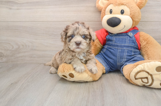 Popular Havapoo Poodle Mix Pup