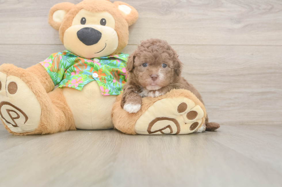 5 week old Havapoo Puppy For Sale - Simply Southern Pups