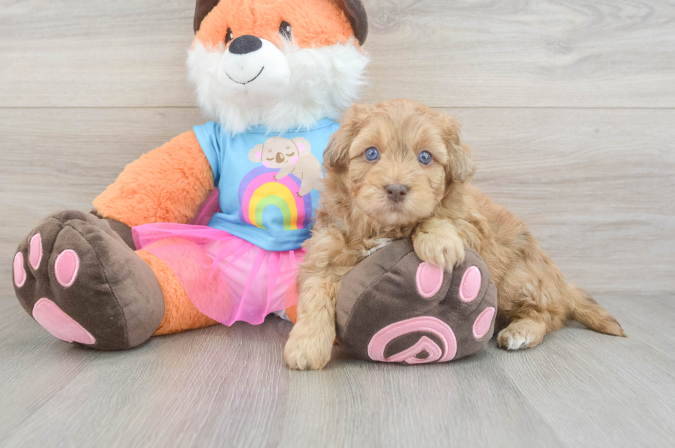 5 week old Havapoo Puppy For Sale - Simply Southern Pups