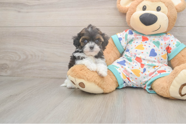 Havapoo Puppy for Adoption