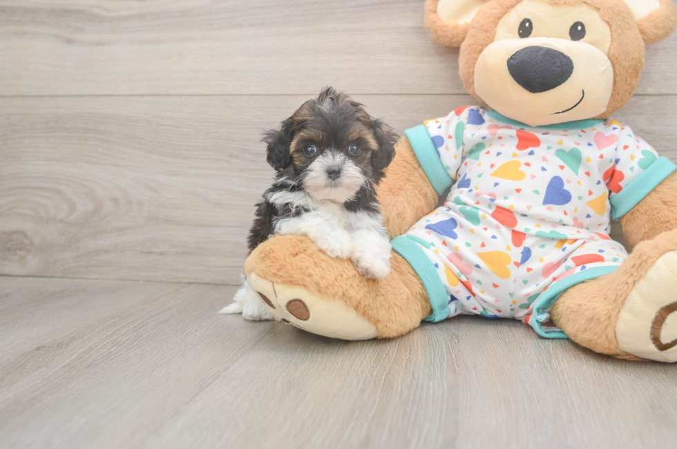 5 week old Havapoo Puppy For Sale - Simply Southern Pups