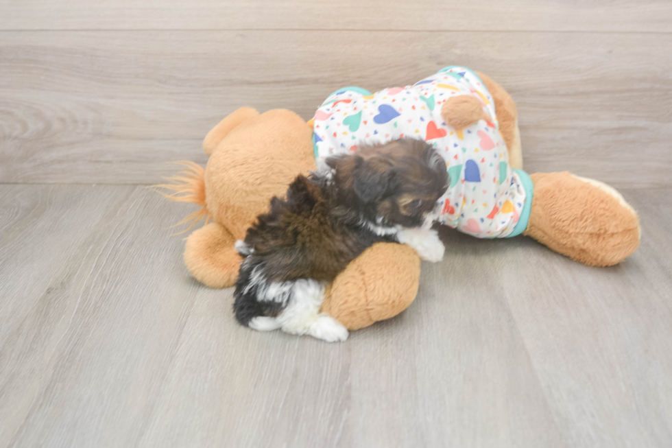 Funny Havapoo Poodle Mix Pup