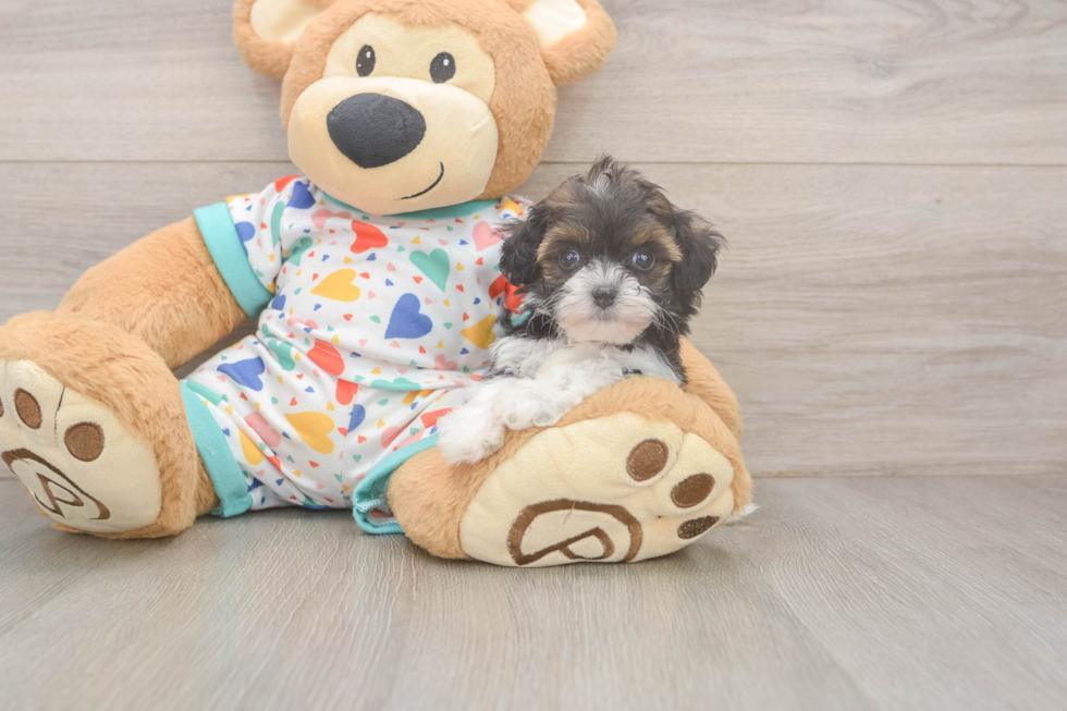 Little Havadoodle Poodle Mix Puppy
