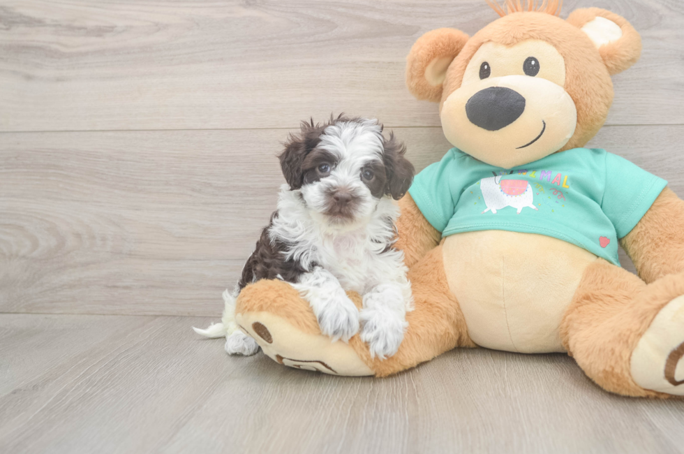 5 week old Havapoo Puppy For Sale - Simply Southern Pups