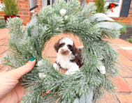 9 week old Havapoo Puppy For Sale - Simply Southern Pups