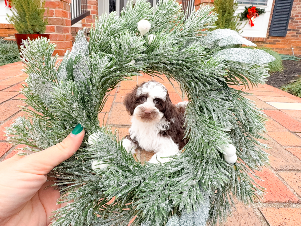 Cute Havadoodle Poodle Mix Puppy