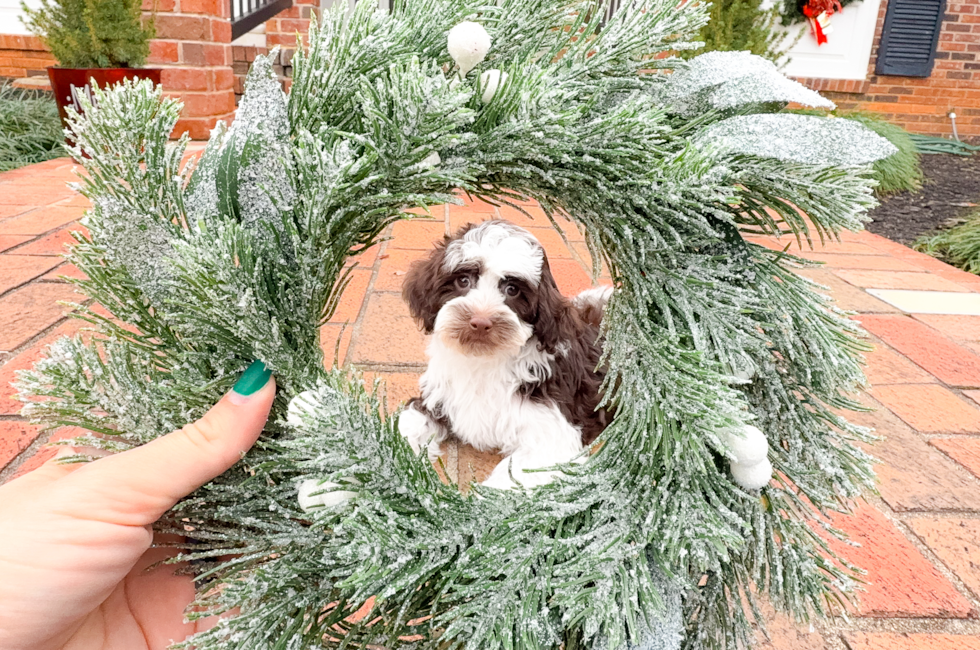 9 week old Havapoo Puppy For Sale - Simply Southern Pups