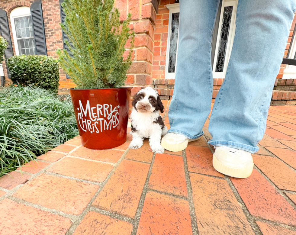 Havapoo Pup Being Cute