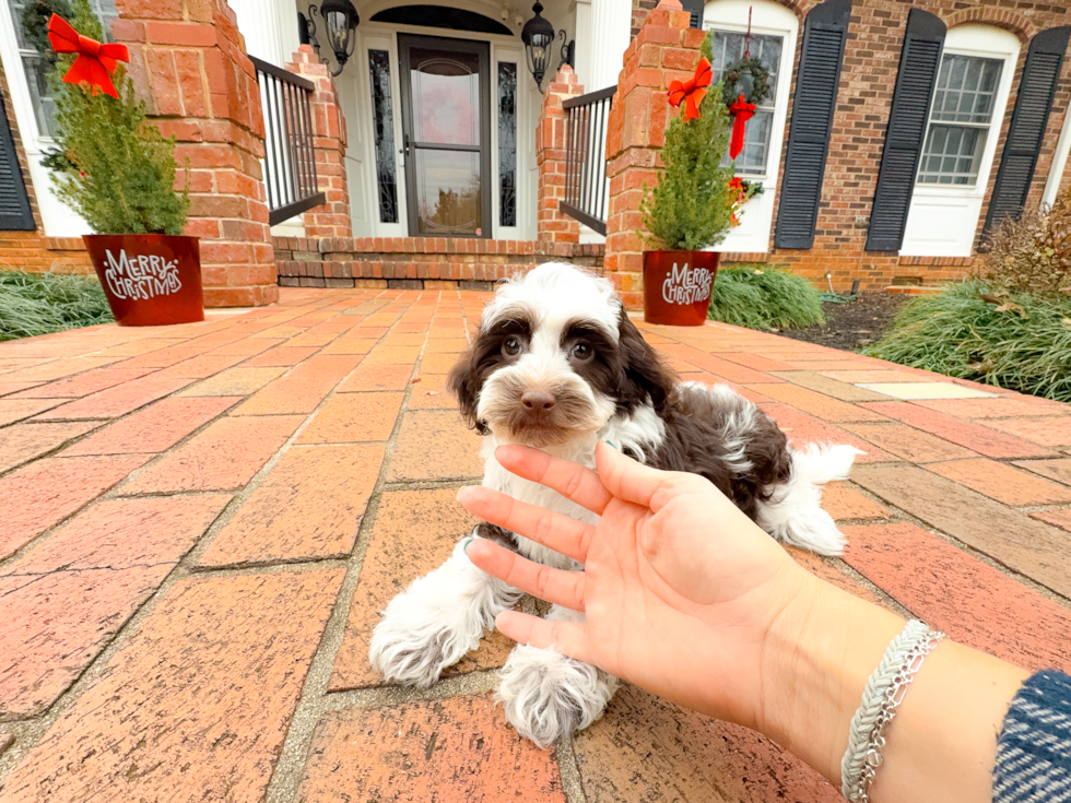 Havapoo Puppy for Adoption