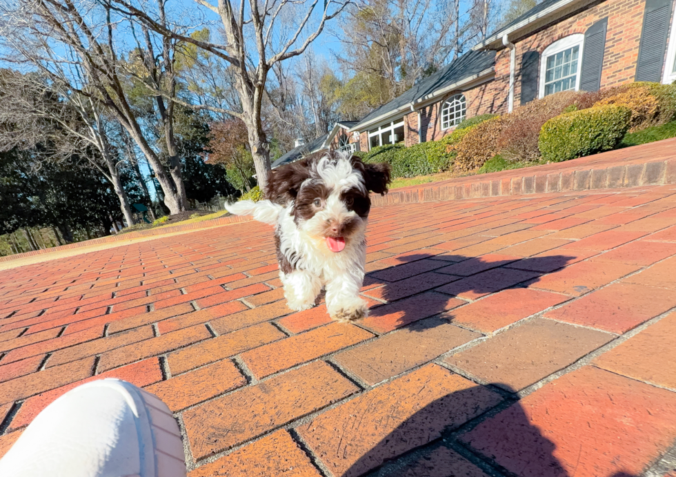 Havapoo Puppy for Adoption