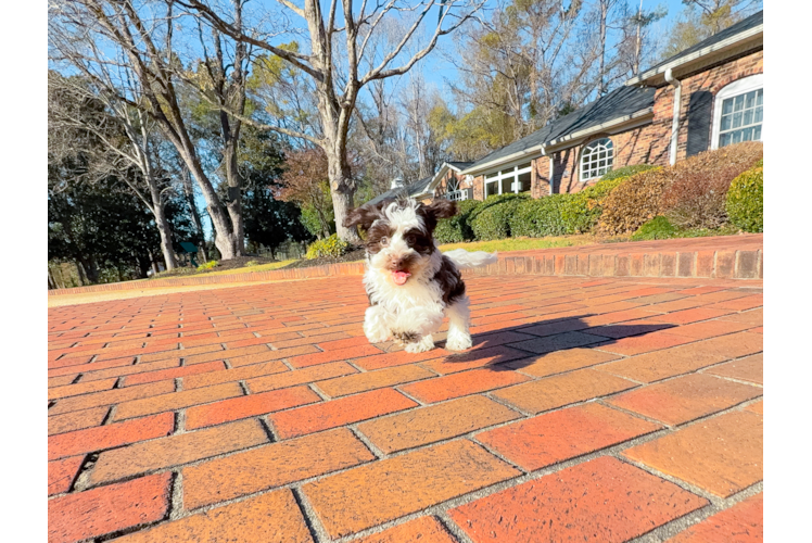 Havapoo Pup Being Cute