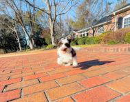 10 week old Havapoo Puppy For Sale - Simply Southern Pups