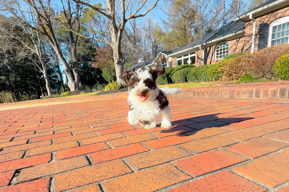 10 week old Havapoo Puppy For Sale - Simply Southern Pups