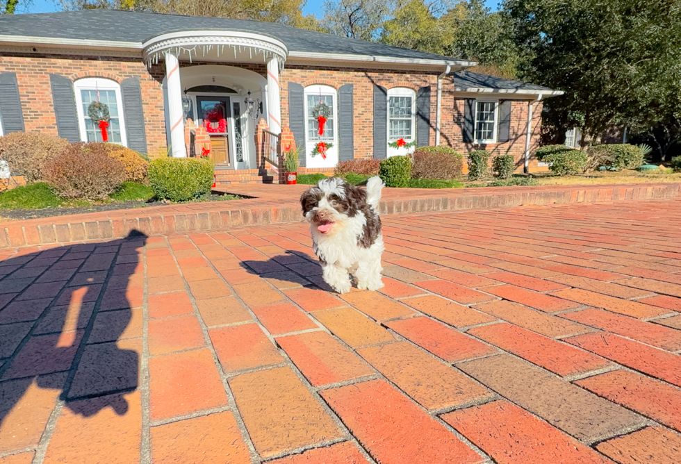 Cute Havapoo Poodle Mix Pup