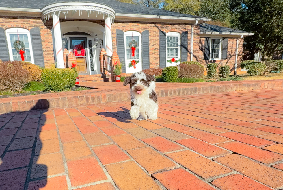 Cute Havadoodle Poodle Mix Puppy